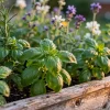 10 Timeless Home and Garden Tips for Effortless Elegance